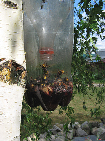 Ong bắp cày và ong bắp cày có thể chui vào một cái bẫy như vậy từ chai nhựa, nhưng không thoát ra được.