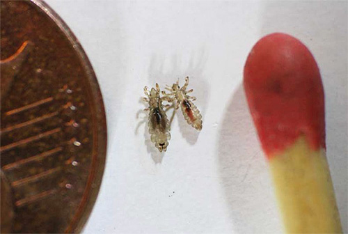 เมื่อทำลายเหา ให้เน้นที่ยาฆ่าแมลงคุณภาพสูงเป็นหลัก และน้ำมันทีทรีจะช่วยเสริมพวกมันเท่านั้น