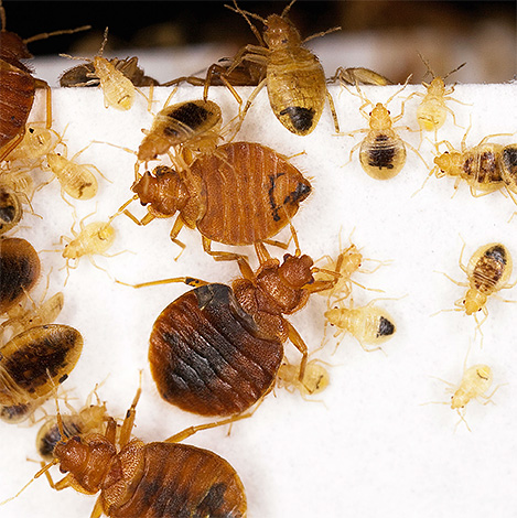 พิษในรูปของฝุ่นหรือชอล์กยาฆ่าแมลงโดยส่วนใหญ่แล้วจะไม่ส่งผลกระทบกับตัวเรือด
