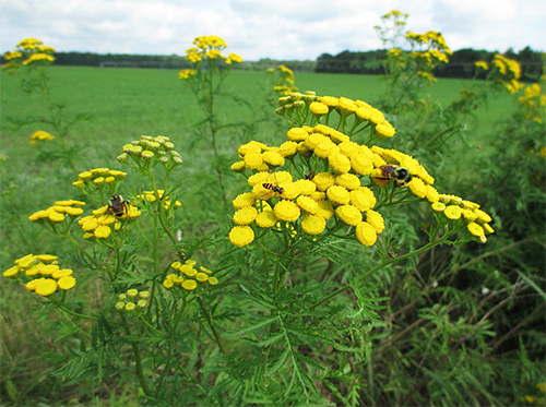Tansy dianggap sebagai tumbuhan ubatan yang berkesan dalam memerangi serangga.
