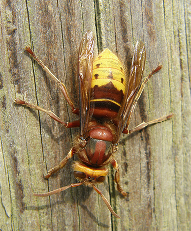 Facem cunoștință cu trăsăturile interesante ale vieții hornetului comun (Vespa crabro): este necesar să ne fie frică de această insectă și să luptăm cu ea? ..