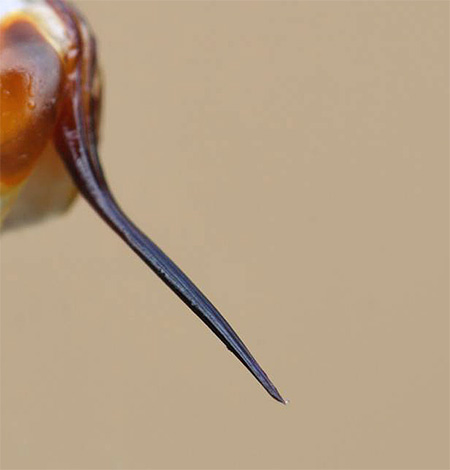 La foto mostra la puntura di un normale calabrone