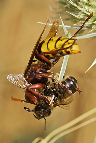 Hornet boleh menyebabkan kerosakan serius pada apiari, menyerang lebah dan merompak sarang mereka.