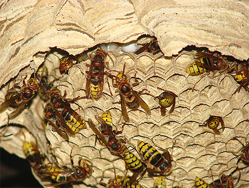 De foto toont een nest hoornaars