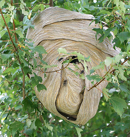 자연에서 말벌 둥지는 종종 나무에 있습니다.