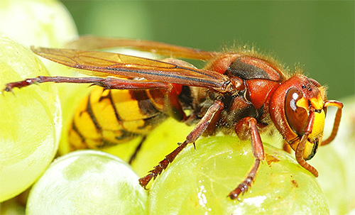 În căutarea hranei, viespii adulți pot vizita adesea o cabană de vară, devenind în același timp oaspeți nu foarte bineveniți.