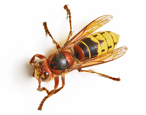 Foto van een gewone hoornaar