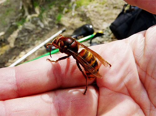 Hornetul diferă de viespile rude, în primul rând prin dimensiunea corpului.