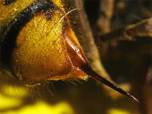 Dacă ați văzut cum un hornet eliberează o înțepătură, atunci ar trebui să știți că doar o femelă este capabilă de acest lucru.