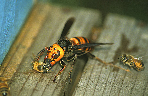 말벌은 꿀벌의 진정한 살인자이며 공격으로부터 자신을 방어 할 수있는 수천 마리의 벌집입니까? ..