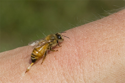 كل من سم النحل والدبابير مسببان للحساسية بشكل كبير.