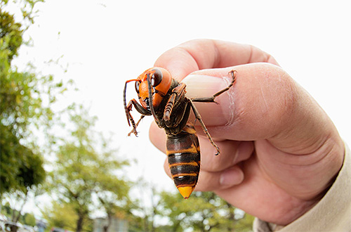 In tegenstelling tot de Europese is de gigantische Aziatische hoornaar een zeer gevaarlijk insect.