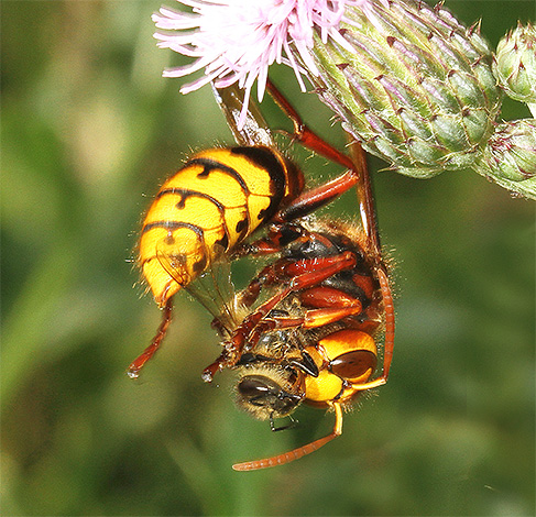 في أغلب الأحيان ، تفضل الدبابير مهاجمة النحل الفردي ولا تلمس الخلية.