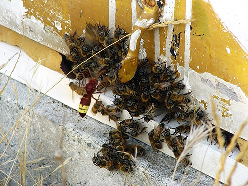 Este foarte greu pentru albine să spargă învelișul chitinos dur al hornetului, așa că este aproape invulnerabil pentru ele.