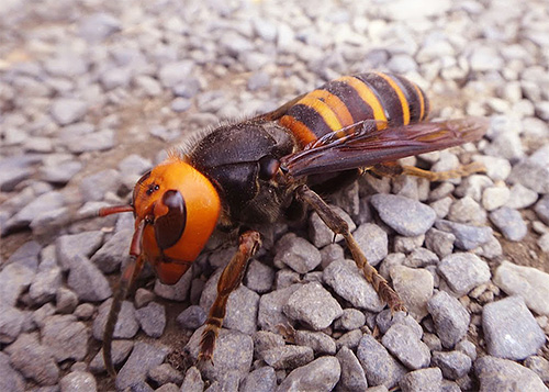 Fotoğraf, gerçek bir arı katili olan Dev Asya Yaban Arısı'nı gösteriyor.