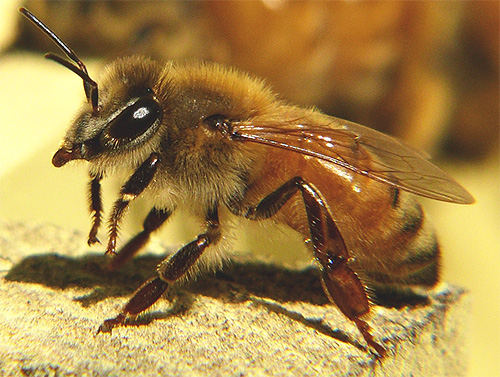 عسل النحل الأوروبي