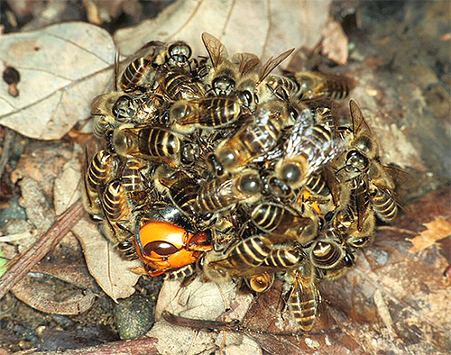 Asya arıları kovandaki bir eşekarısı öldürmek için büyük bir topun içinde birleşirler.