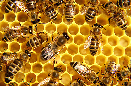 يجمع النحل الأوروبي عسلًا أكثر من الآسيوي