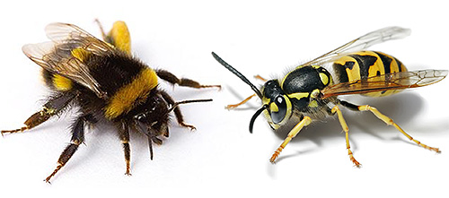 Ακόμη και ένας ευρωπαϊκός σφήκας συγκρίσιμος σε μέγεθος με έναν μέλισσα είναι ένας τρομερός αντίπαλος γι 'αυτόν.