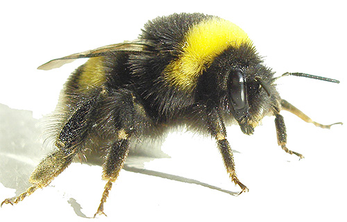 Foto menunjukkan seekor lebah