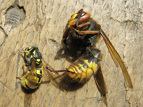 말벌은 벌처럼 말벌에 취약합니다.
