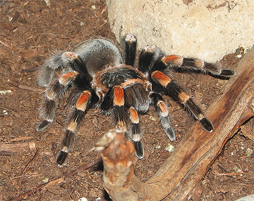 Tarantula örümceği, ağa ek olarak güçlü zehrini de kullanabilir.