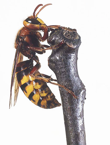 Un hornet afectat de ciuperci s-a cățărat pe o ramură
