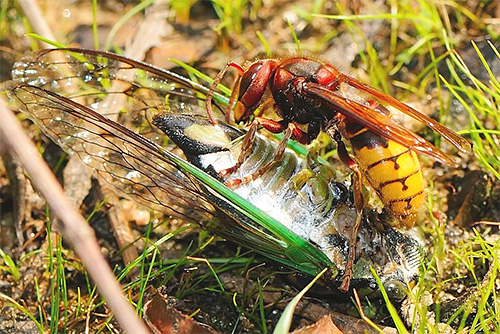 Hornetler genellikle diğer böcekleri öldürür, bunun nedeni yavrularını besleme ihtiyacıdır.