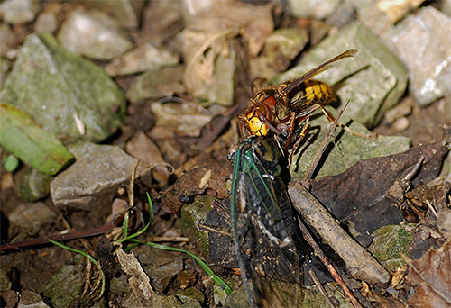 În fotografie - un hornet trage o insectă moartă pentru a hrăni larvele