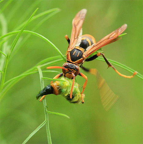 A hornet tipikus ragadozók