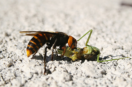 De strijd van grote insecten met een horzel ziet er behoorlijk spectaculair uit.
