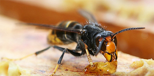 Οι ενήλικες σφήκες λατρεύουν να τρώνε μέλι από κυψέλη.