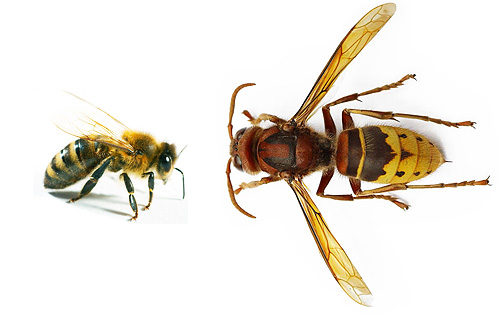 Atât hornetul, cât și albina aparțin aceluiași ordin de insecte, dar dimensiunea și comportamentul lor sunt izbitor de diferite.