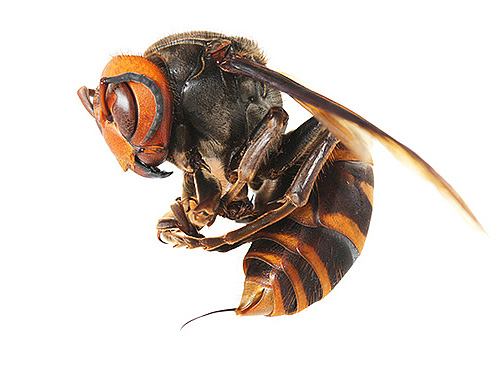 Fotografia arată clar înțepătura unui hornet