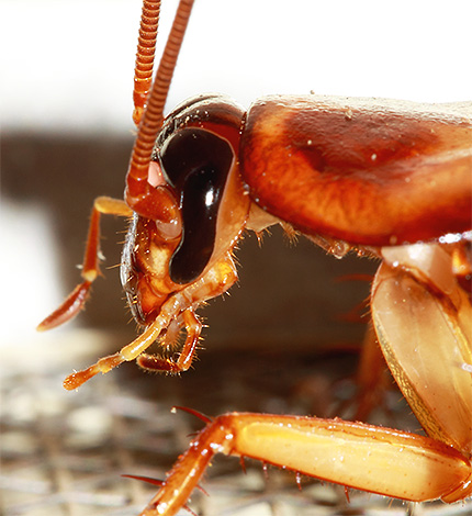 Kackerlackor har kraftfulla käkar och äter även till synes oätliga material.