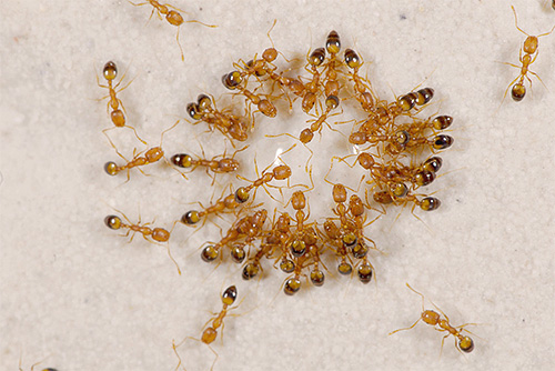 Τα εγχώρια μυρμήγκια Φαραώ είναι φυσικοί εχθροί των κοριών.
