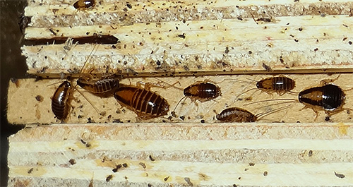 Kackerlackor i en lägenhet är mindre resistenta mot temperaturfluktuationer än vägglöss.