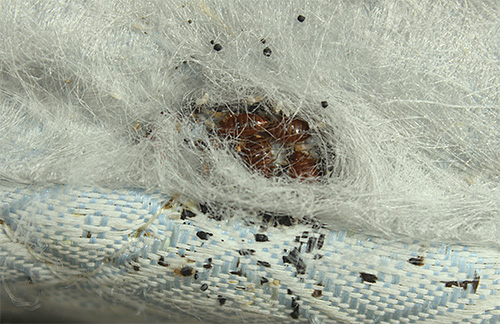 Fotoğraf bir yatak böcek yuvasını gösteriyor