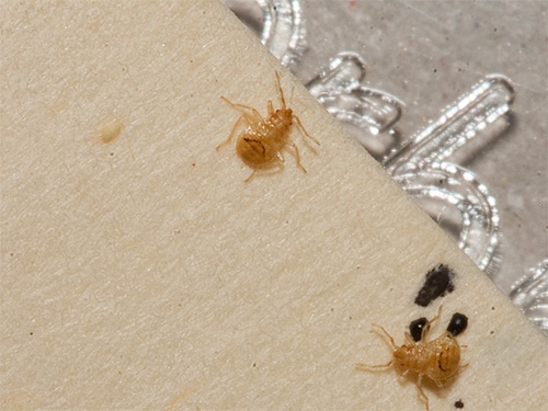 Na fotografiji su ličinke stjenica koje izgledaju vrlo slično ličinkama žohara.