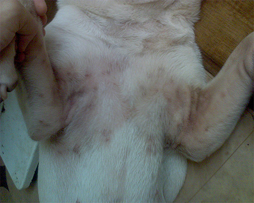 Dermatitis bij een hond kan optreden als gevolg van regelmatige en massale luizenbeten.