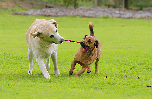 Honden raken vaak besmet met parasieten door nauw contact met een ander dier.