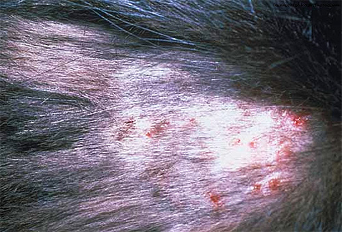 Typische tekenen van dermatitis bij een dier na luizenbeten
