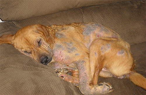 Tekenen van luizen bij honden kunnen kale plekken en wonden op het lichaam zijn.
