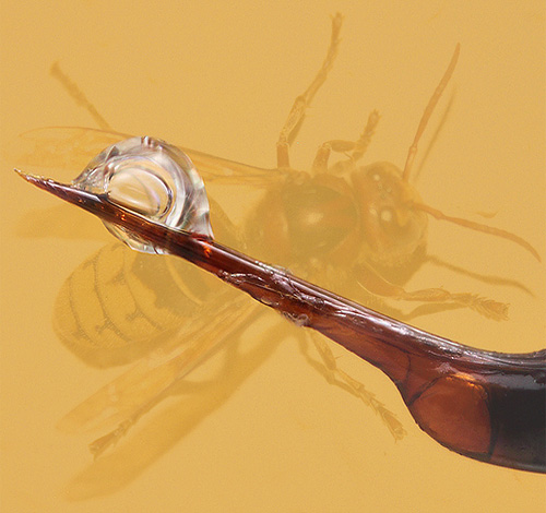 Κάθε σφήκας έχει το δικό του ειδικό δηλητήριο, που αποτελείται από πολλές νευροτοξίνες, επομένως τα δαγκώματα τους δεν είναι μόνο επώδυνα, αλλά και εξαιρετικά επικίνδυνα.