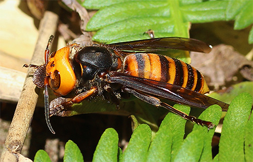 De beet van een gigantische Aziatische hoornaar kan leiden tot anafylactische shock