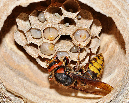 In tegenstelling tot de Europese hoornaar is de Japanse hoornaar veel agressiever tegenover mensen, vooral bij het beschermen van het nest.