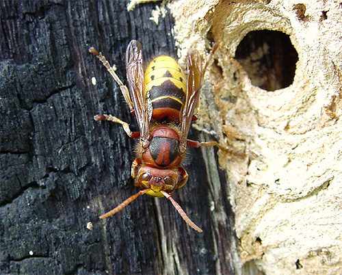 유럽 ​​​​말벌의 물기는 일반 꿀벌이나 말벌의 물기와 비교할 수 있습니다.