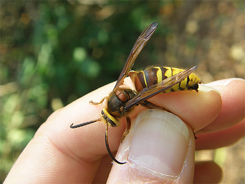 Maar de beten van de gigantische Aziatische hoornaar op de foto zijn zo gevaarlijk dat ze in sommige gevallen snel tot de dood kunnen leiden.