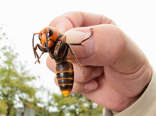 Door de beet van de Aziatische hoornaar kunnen zwelling, ontsteking en zelfs weefselsterfte zich onmiddellijk in het beschadigde gebied ontwikkelen.