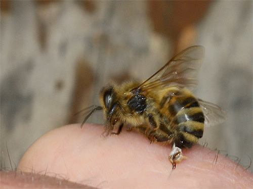 ในระหว่างการกัด ผึ้งจะทิ้งเหล็กไนของมันไว้ในร่างกายมนุษย์และลงโทษตัวเองจนตาย ต่างจากแตน